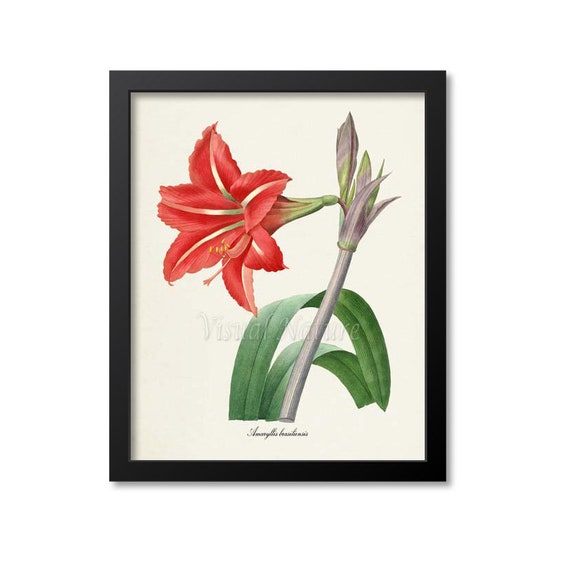 Flower Print Red Water Lily Flower Art Print Lily Botanical Art Print Floral Print Flower Wall Art