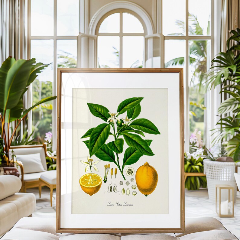 Lemon Botanical Print, Lemon Botanical Art Print, Lemon Wall Art, Lemon ...