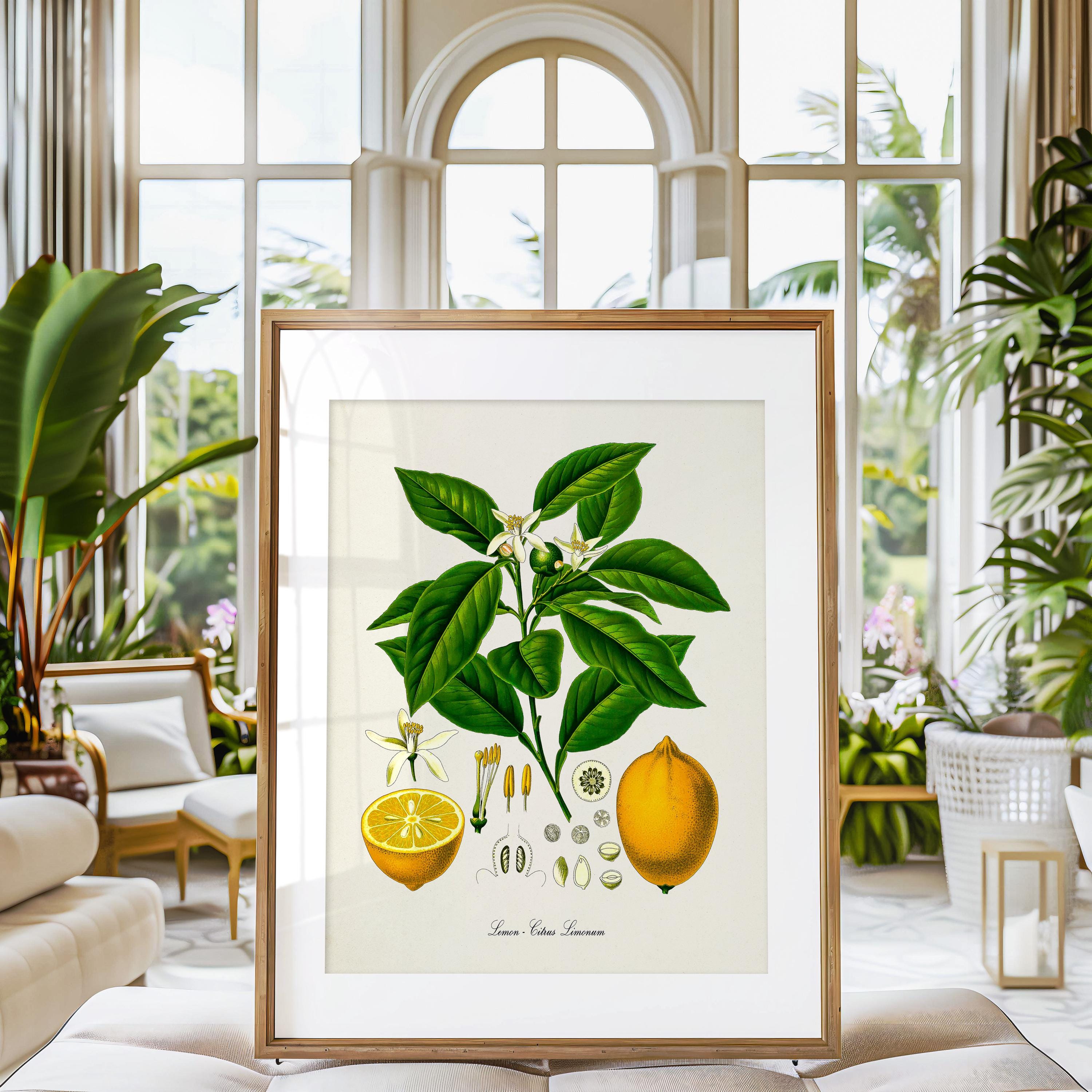 Lemon Botanical Print, Lemon Botanical Art Print, Lemon Wall Art, Lemon ...