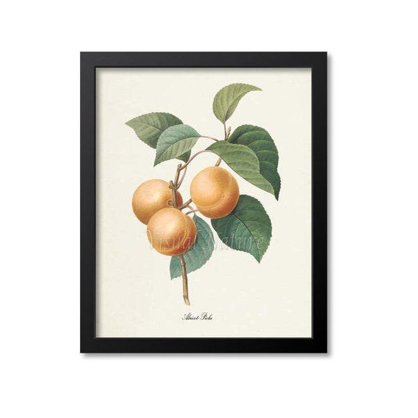 Apricot Botanical Print, Apricot Art Print, Fruit Art, Fruit Print, Wall Art, Kitchen Art, Garden, Redoute Art, yellow, green, Abricot Peche