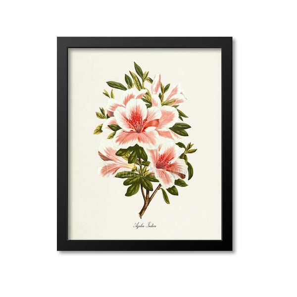 Botanical Print Azalea Indica Flower Art Print, Botanical Art Print, Flower Wall Art, Flower Print, Floral Print, Pink Flower