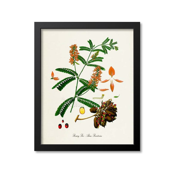 Rosary Pea Botanical Print, Rosary Pea Botanical Art Print, Rosary Pea Wall Art, Rosary Pea Decor, Kitchen Art Print, Abrus Precatorius