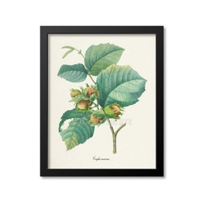 Hazelnut Botanical Print, Hazelnut Art Print, Wall Art, Fruit Art, Fruit Print, Kitchen Art, Garden, Redoute Art, Hazel Nut, Corylus Maxima