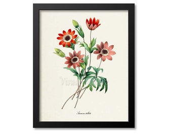Anemone stellata Flower Art Print, Botanical Art Print, Flower Wall Art, Flower Print, Floral Print, Redoute Art, Red Flower Bouquet, garden