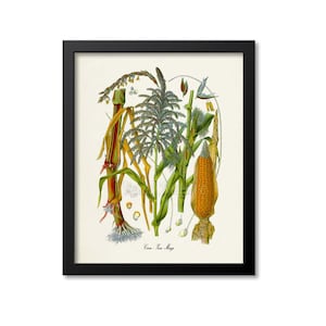 May include: A vintage botanical illustration of corn, also known as Zea Mays. The illustration shows the plant's various parts, including the stalk, leaves, tassel, and ear of corn. The illustration is in a detailed, realistic style with vibrant colors.