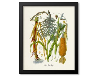 Corn Botanical Print, Corn  Botanical Art Print, Corn Wall Art, Corn Decor, Zea Mays