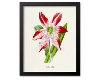 Barbados Lily Flower Art Print, Botanical Art Print, Flower Wall Art, Flower Print, Floral Print, red