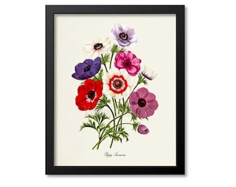 Poppy Anemones Flower Art Print, Botanical Art Print, Flower Wall Art, Flower Print, Home Decor, red, green, white, purple, pink