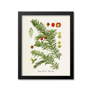 May include: A framed botanical print depicting a yew plant, with green needles, red berries, and other plant parts. The artwork is set against a cream background and enclosed in a black frame. The print is suitable for home decor and features the text "European Yew Taxus baccata".