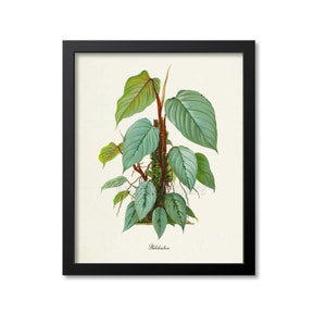 Philodendron Art Print, Botanical Art Print, Philodendron Plant Wall Art, Botanical Print, Home Decor, green art print