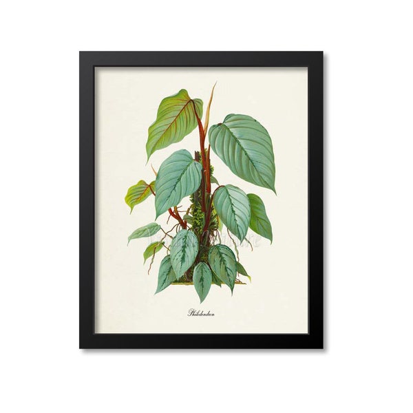49+ Philodendron Art Bestimmen, In vielen beiträgen, wird von dem
