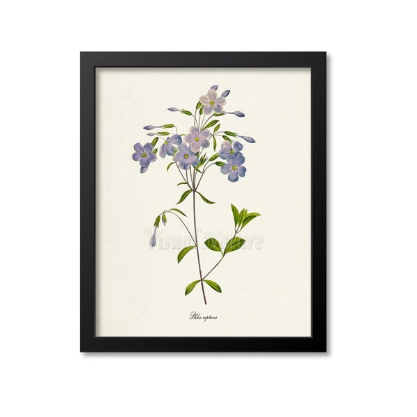 Phlox Flower Art Print, Botanical Art Print, Flower Wall Art, Flower Print, Floral Print, Redoute Art, purple, green, Phlox reptans