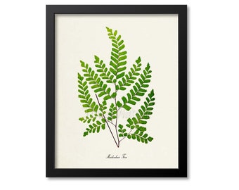 Maidenhair Fern Art Print, Botanical Art Print, Fern Wall Art, Fern Print, Botanical Print, Home Decor, green art print