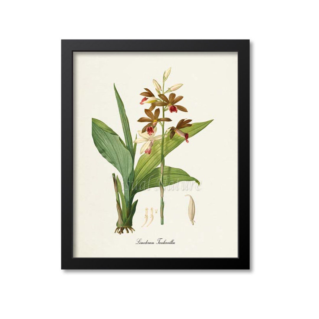 BOTANICAL ART 【import品】 il_1080xN.1625613503_h905.jpg