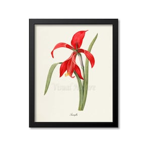 Amaryllis Flower Art Print, Amaryllis Botanical Art Print, Flower Wall Art, Flower Print, Floral Print, Redoute Art, red, green