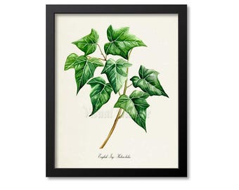 Impression d'art lierre anglais, impression d'art botanique lierre anglais, art mural lierre, Hedera helix, cadeau pour amateur de plantes, décoration murale lierre