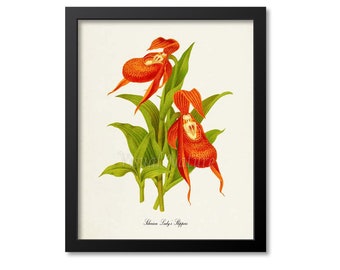 Siberian Lady's Slippers Flower Art Print, Botanical Art Print, Flower Wall Art, Flower Print, Floral Print, Home Decor, Orchid, orange