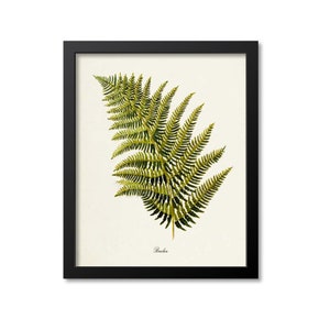 Bracken Fern Art Print, Botanical Art Print, Fern Wall Art, Fern Print, Botanical Print, green art print