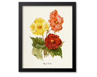 Begonia Cristata Flower Art Print, Botanical Art Print, Flower Wall Art, Flower Print, Floral Print, red, yellow, pink
