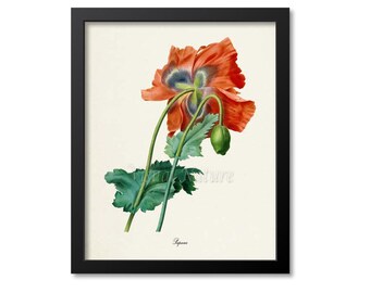 Poppy Flower Art Print, Botanical Art Print, Flower Wall Art, Flower Print, Floral Print, Redoute Art, red, green, Papaver