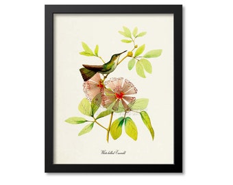 Impresión de colibrí esmeralda de vientre blanco, impresión de arte de aves, arte de aves, póster de aves, arte floral, jardín floral, arte de colibrí, verde, rojo