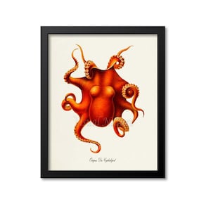 Octopus Die Cephalopod Art Print, Octopus Art Print, Octopus Wall Art, Octopus Print, Sea Life, Ocean Art Print, Seafood Restaurant Art