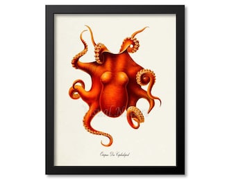 Octopus Die Cephalopod Art Print, Octopus Art Print, Octopus Wall Art, Octopus Print, Sea Life, Ocean Art Print, Seafood Restaurant Art