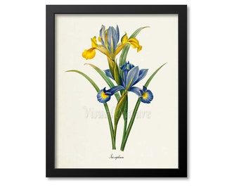 Botanical Print Botanical Art Print Bearded Iris Flower Art - Etsy