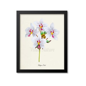 Philippine Orchid Flower Art Print,  Orchid Botanical Art Print, Flower Wall Art, Flower Print, Floral Print, pink white orchid art print