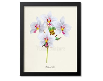 Philippine Orchid Flower Art Print,  Orchid Botanical Art Print, Flower Wall Art, Flower Print, Floral Print, pink white orchid art print