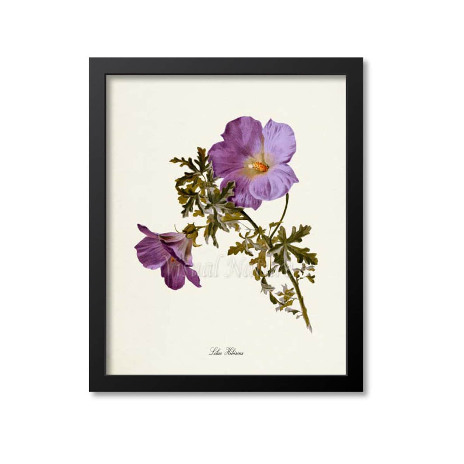 Lilac Hibiscus Flower Art Print, Botanical Art Print, Flower Wall Art