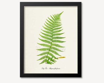 Lady Fern Art Print, Botanical Art Print, Fern Wall Art, Fern Print, Botanical Print, Athyrium filix-femina
