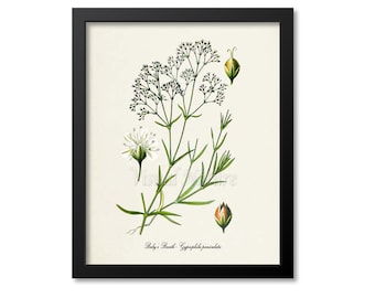 Baby's Breath Flower Art Print, Botanical Art Print, Flower Wall Art, Flower Print, Floral, white, Gypsophila paniculata
