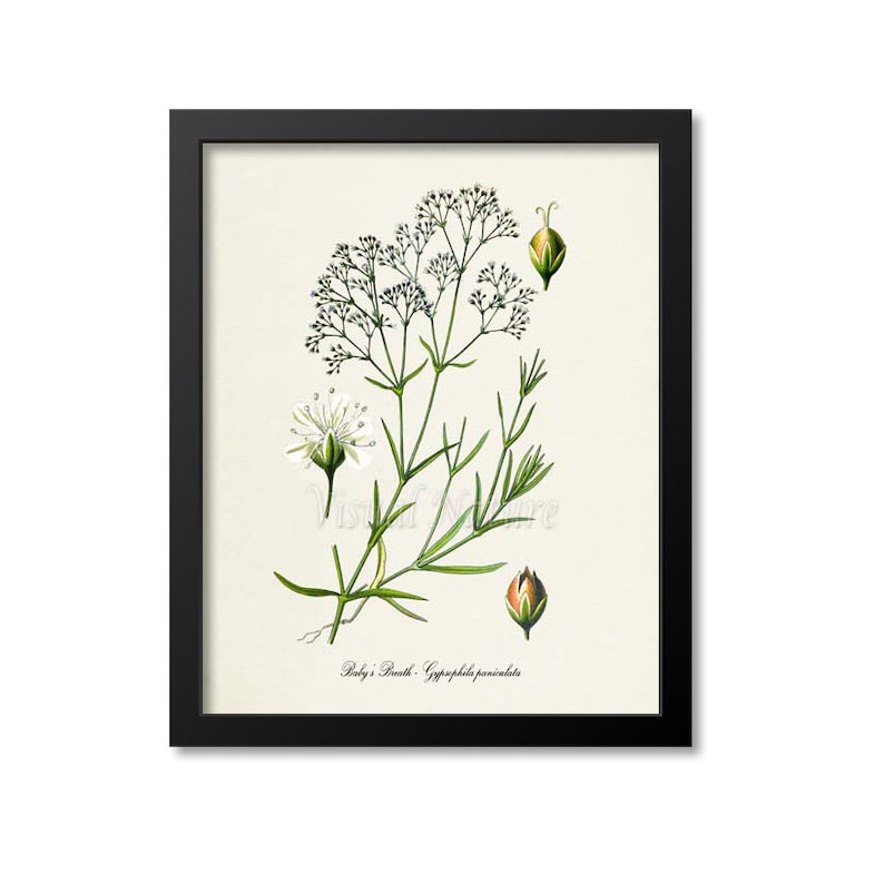 Baby's Breath Flower Art Print Botanical Art Print Etsy