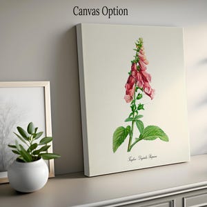 May include: A vintage botanical illustration of a pink foxglove flower with green leaves on a cream background. The text "Foxglove - Digitalis Purpurea" is printed below the flower.