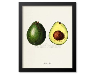 Avocado Botanical Print, Avocado Art Print, Fruit Art, Fruit Print, Kitchen Art, Garden, Vegetable Art Print Persea