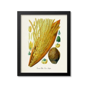 Coconut Palm Botanical Print, Coconut Palm Botanical Art Print, Coconut Palm Wall Art, Coconut Palm Decor, Coconut Print, Cocos Nucifera