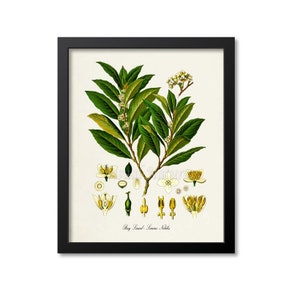 Bay Laurel Botanical Print, Bay Laurel Botanical Art Print, Bay Laurel Wall Art, Bay Laurel Decor, Laurus Nobilis