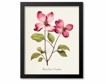 Impresión artística de flores de cornejo rosa, impresión artística botánica, arte de pared con flores, impresión de flores, blanco, verde, Cornus florida