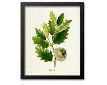 May include: A vintage botanical illustration of a Valonia Oak branch with green leaves and a single acorn. The illustration is framed in black.