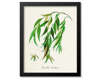 Weeping Willow Art Print, Botanical Tree Art Print, Willow Wall Art, Botanical Print, Home Decor, Salix babylonica