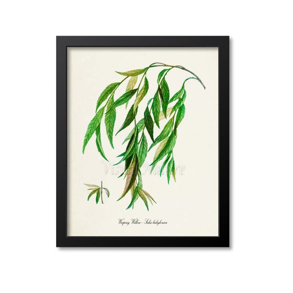 Weeping Willow Art Print, Botanical Tree Art Print, Willow Wall Art, Botanical Print, Home Decor, Salix babylonica