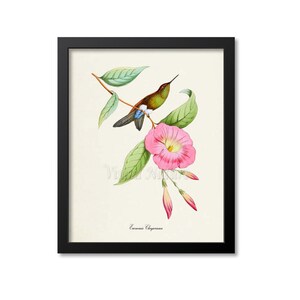 Hummingbird Print, Bird Art Print, Bird Art, Bird Poster, Flower Art, Floral Garden, Eucnemis Chrysorama Hummingbird Art, green, pink