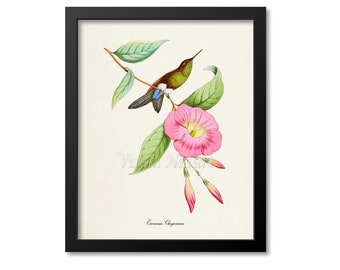 Eucnemis Chrysorama Hummingbird Print, Bird Art Print, Bird Art, Bird Poster, Flower Art, Floral Garden, Hummingbird Art, green, pink