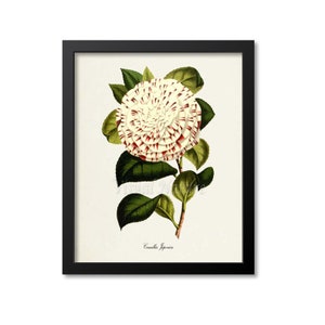 Camellia Japonica Flower Art Print, Botanical Art Print, Flower Wall Art, Flower Print, Floral Print, white, red