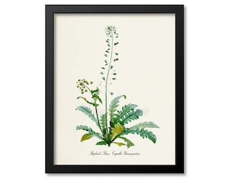 Shepherd's Purse Botanical Print, Shepherd's Purse Botanical Art Print, Shepherd's Purse Wall Art Decor, Herb Print, Capsella Bursa-pastoris