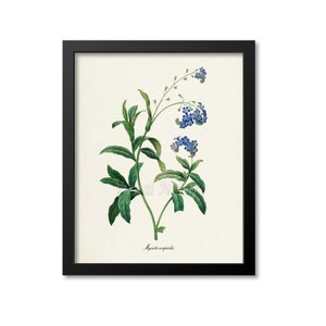 True forget-me-not Flower Art Print, Water Botanical Art Print, Wall Art, Flower Print, Floral, Redoute Art, blue, Myosotis scorpioides