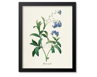 Plumbago Flower Art Print, Leadwort Botanical Art Print