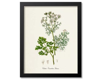Cilantro  Botanical Print, Cilantro Botanical Art Print, Cilantro Wall Art, Herb Print, Coriandrum Sativum