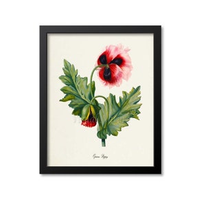 Opium Poppy Flower Art Print, Botanical Art Print, Flower Wall Art, Flower Print, Red Flower Art Print, Home Decor image 1